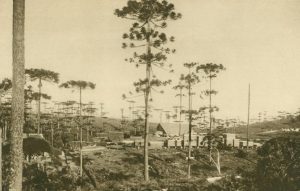 Araucarienwald im Hochland von Santa Catharina, Santa Catharina